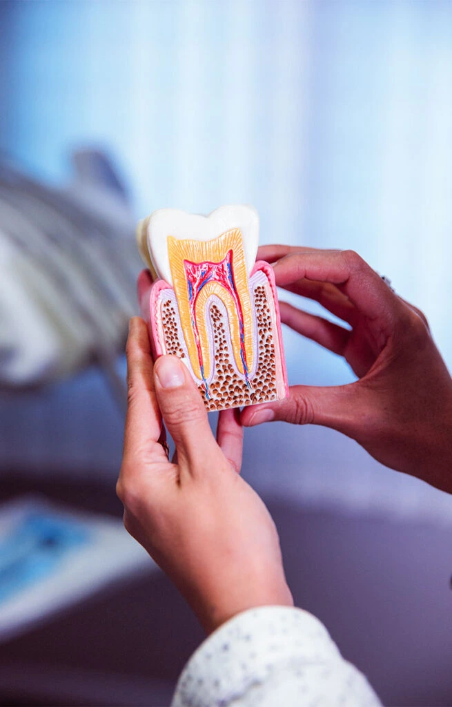 endodontia